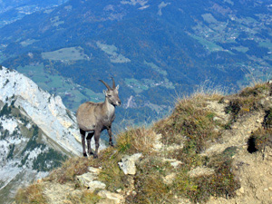 Bouquetin au col des varos